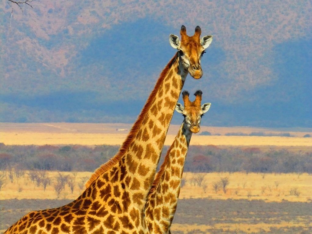 Zuid Afrika safari Kruger giraffe